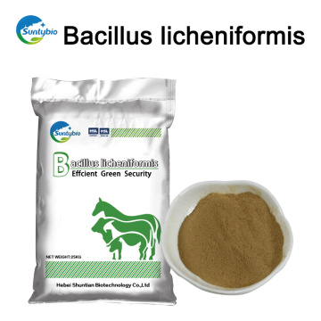 Bactéries de Bacillus Licheniformis de santé animale pour l&#39;alimentation de crevette